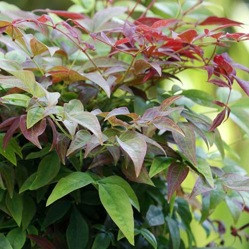  Nandina Domestica Obsessed