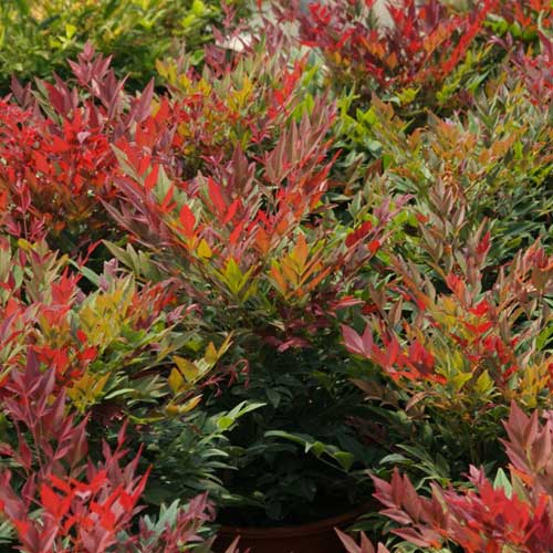  Nandina Domestica Obsessed