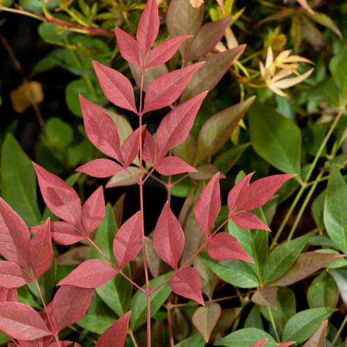  Nandina Domestica Obsessed