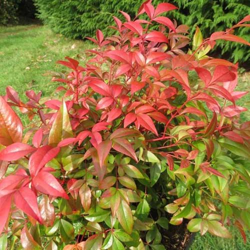  Nandina Domestica Obsessed