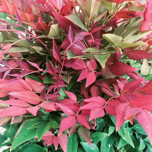  Nandina Domestica Obsessed