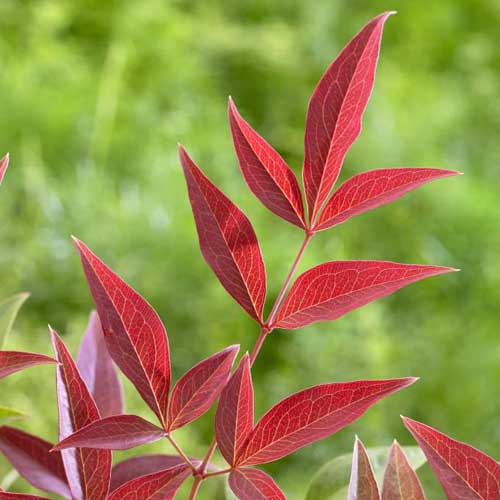  Nandina Domestica Obsessed