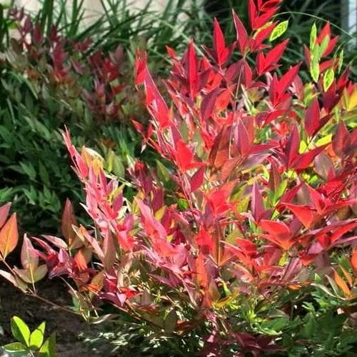  Nandina Domestica Obsessed