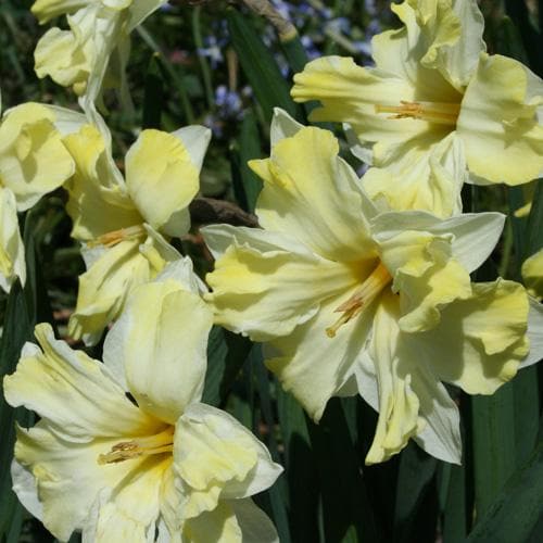  Daffodil Cassata