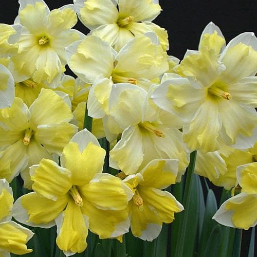  Daffodil Cassata