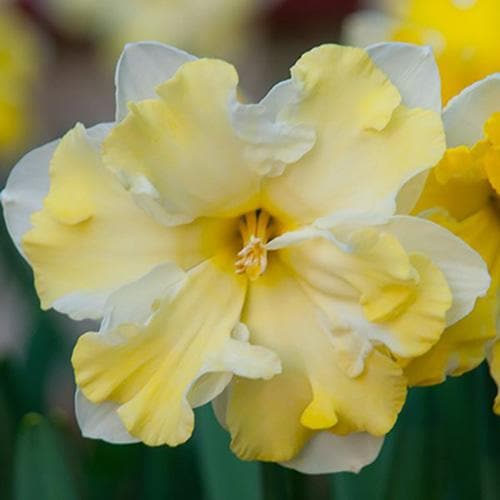  Daffodil Cassata