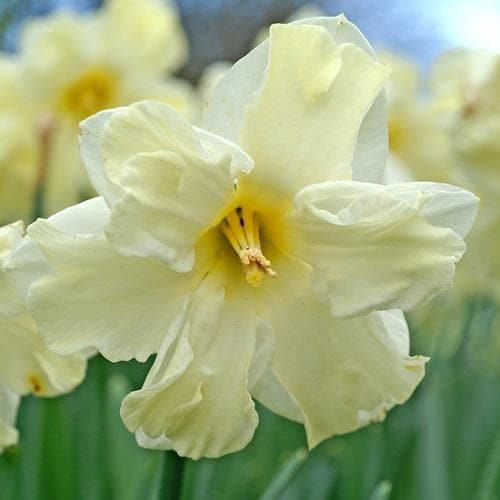  Daffodil Cassata