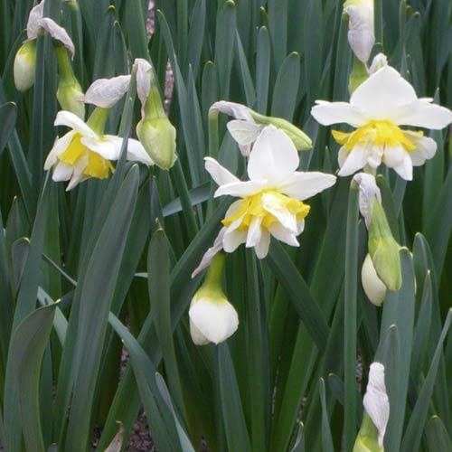  Daffodil White Lion