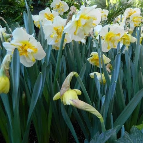  Daffodil White Lion