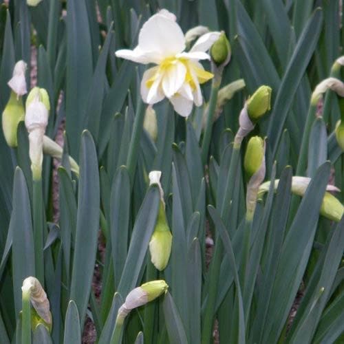  Daffodil White Lion