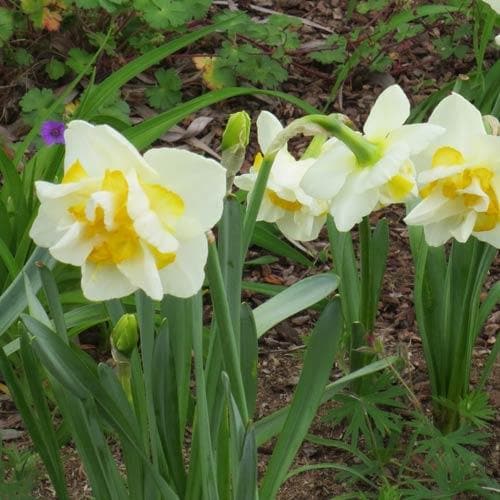 Daffodil White Lion