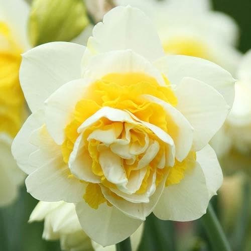  Daffodil White Lion