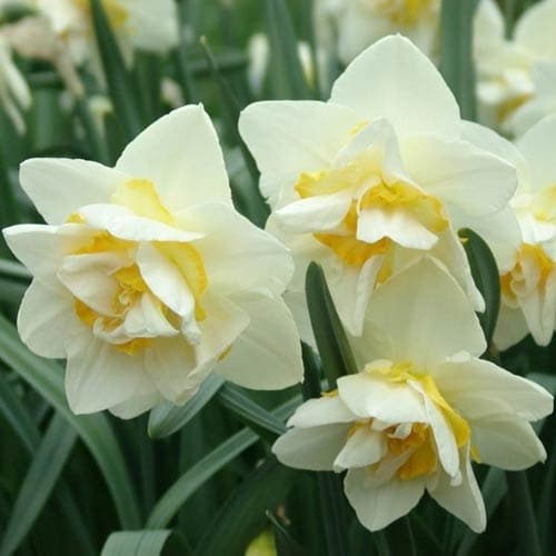  Daffodil White Lion