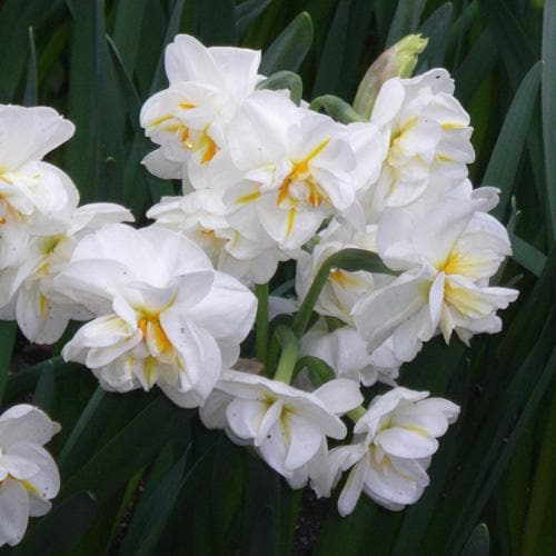  Daffodil Winston Churchill