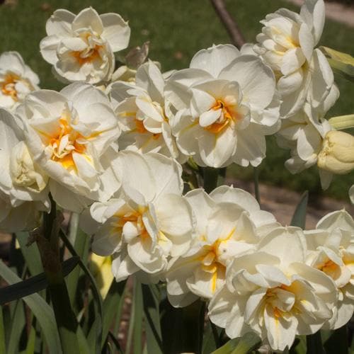 Daffodil Winston Churchill