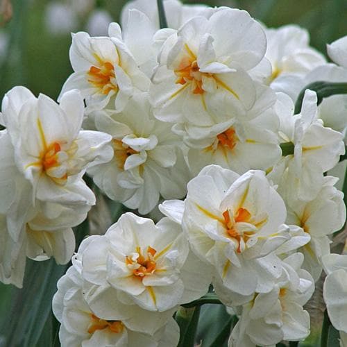  Daffodil Winston Churchill