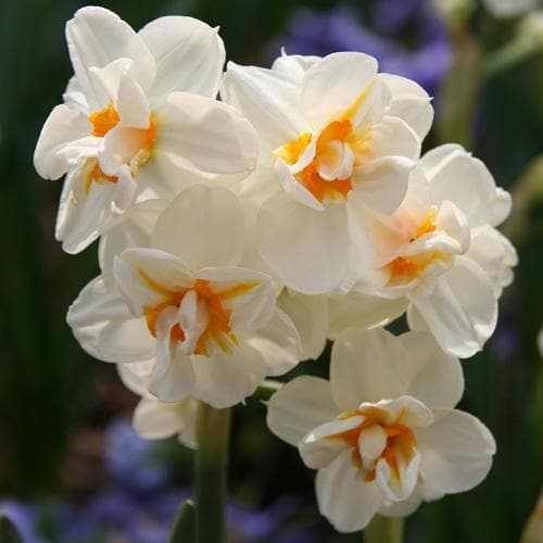  Daffodil Winston Churchill