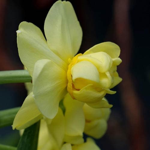  Daffodil Yellow Cheerfulness