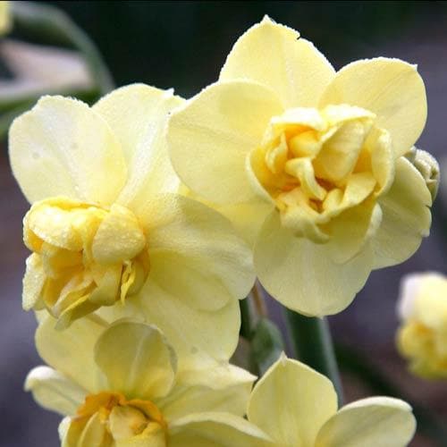  Daffodil Yellow Cheerfulness