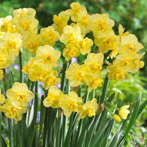  Daffodil Yellow Cheerfulness