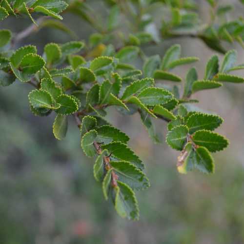  Nothofagus Betuloides - Magellan's Beech