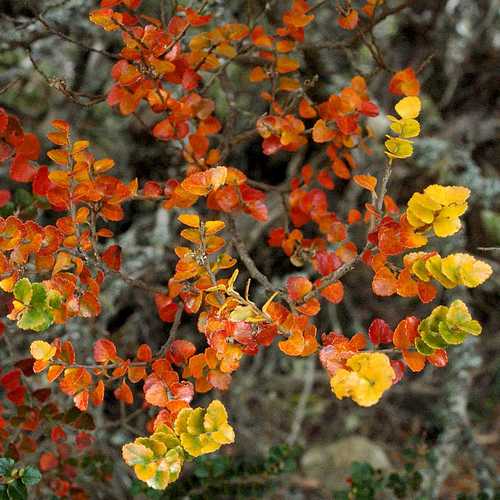  Nothofagus Cunninghamii - Myrtle Beech