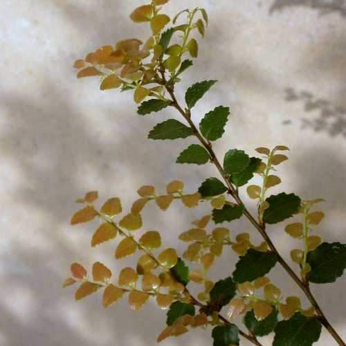  Nothofagus Cunninghamii - Myrtle Beech
