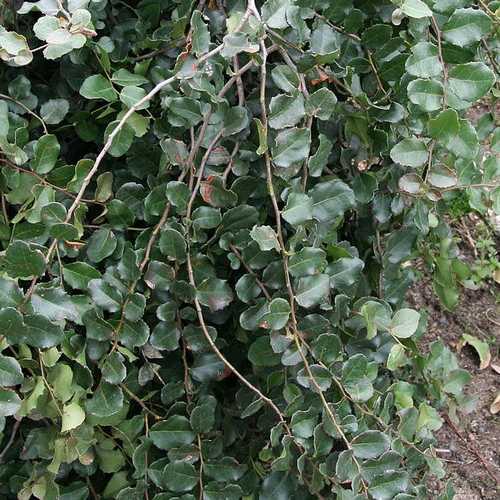  Nothofagus Cunninghamii - Myrtle Beech