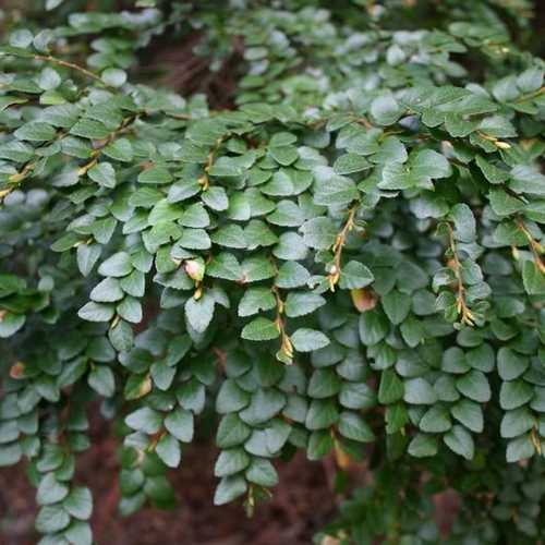  Nothofagus Cunninghamii - Myrtle Beech