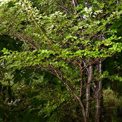  Nothofagus Menziesii - Silver Beech