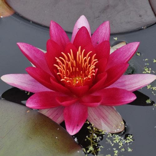  Nymphaea Attraction