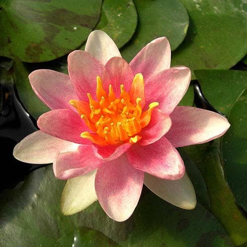  Nymphaea Aurora