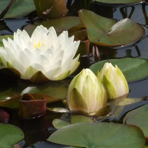  Nymphaea Gonnere