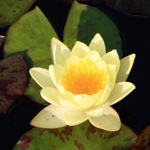  Nymphaea Marliacea Chromatella