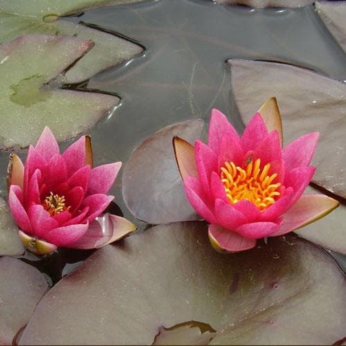  Nymphaea Pygmaea Rubra - Miniature Waterlily