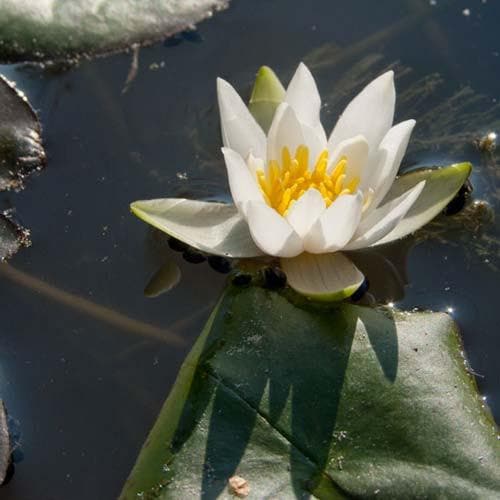  Nymphaea Pygmaea Alba - Miniature Waterlily