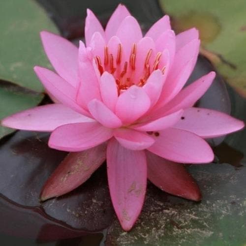  Nymphaea Firecrest