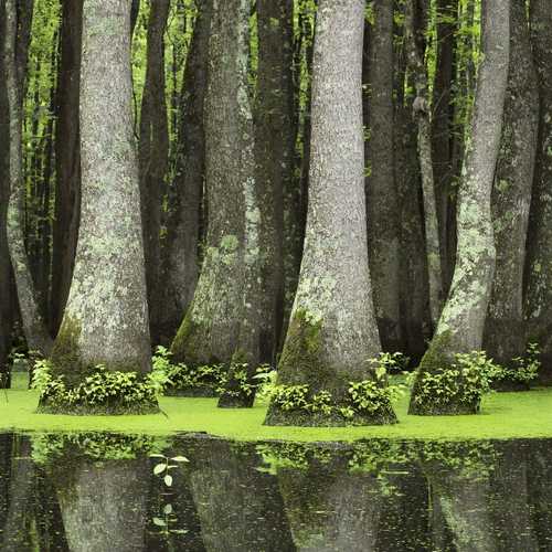  Nyssa Aquatica - Water Tupelo