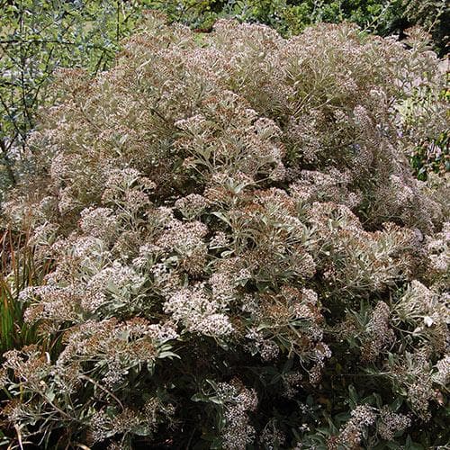  Olearia X Oleifolia Waikariensis