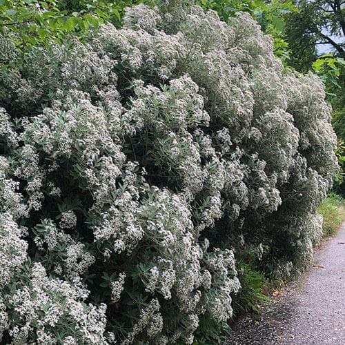  Olearia X Oleifolia Waikariensis
