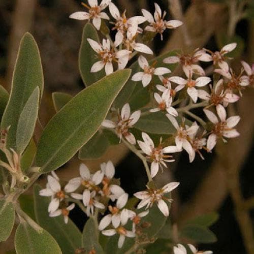  Olearia X Oleifolia Waikariensis