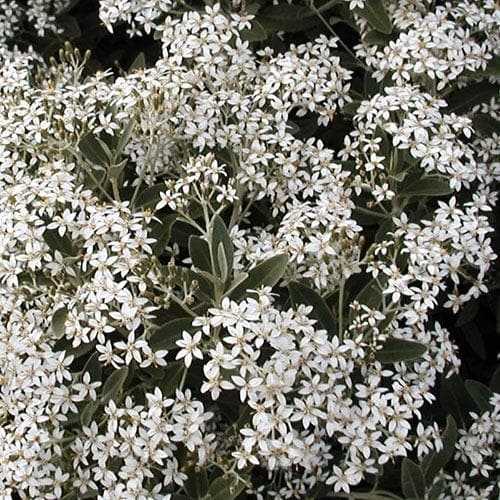  Olearia X Oleifolia Waikariensis