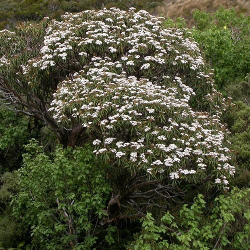  Olearia Lacunosa