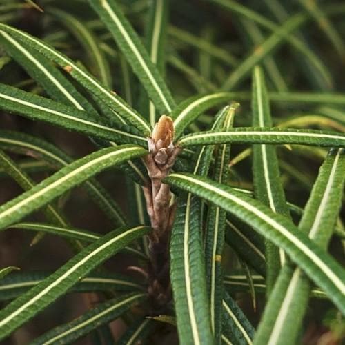  Olearia Lacunosa