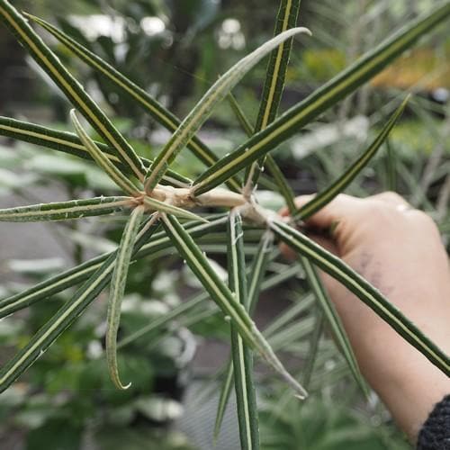  Olearia Lacunosa