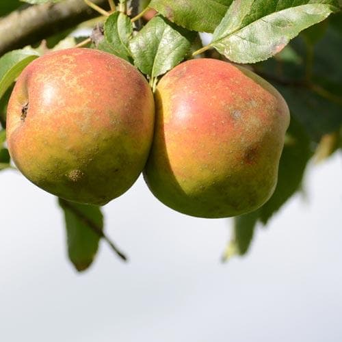  Apple Orleans Reinette