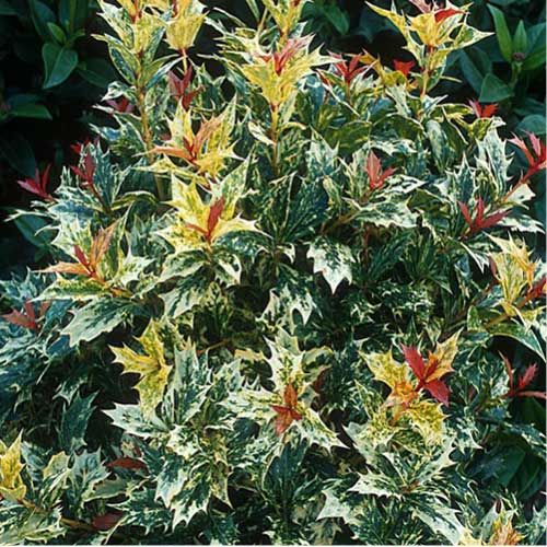  Osmanthus Heterophyllus Goshiki
