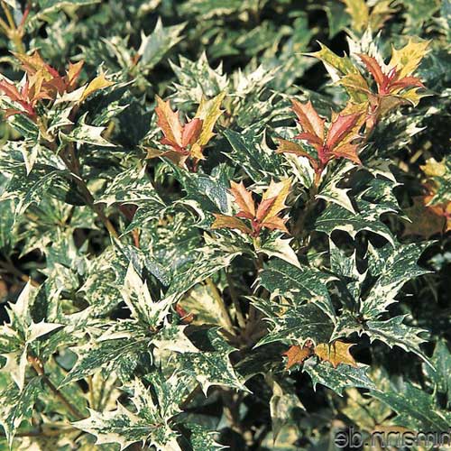  Osmanthus Heterophyllus Goshiki