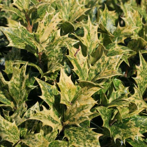  Osmanthus Heterophyllus Goshiki
