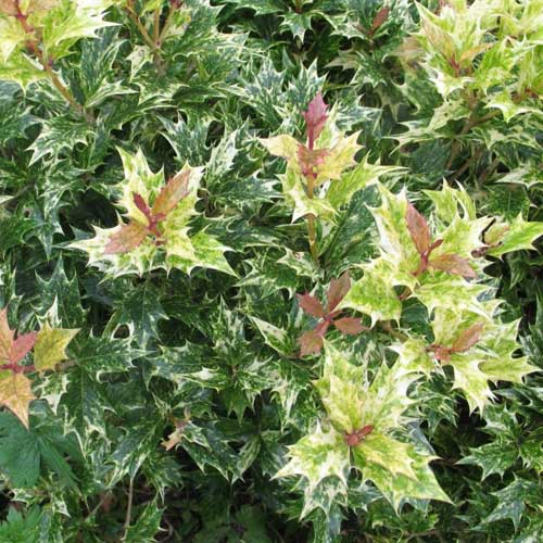  Osmanthus Heterophyllus Goshiki